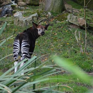 Baby Okapi