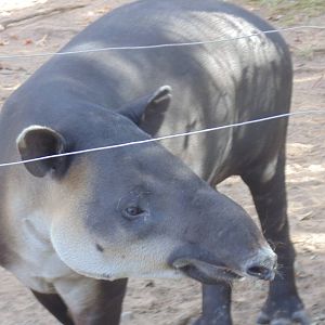 Baird's Tapir
