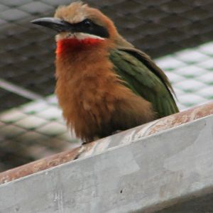 White-fronted bee-eater