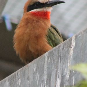 White-fronted bee-eater