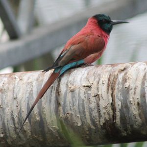Carmine bee-eater