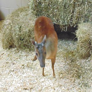 Red Brocket Deer