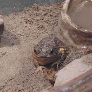 Puerto Rican Crested Toad