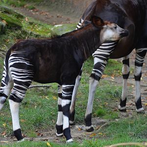 Baby Okapi