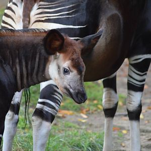 Baby Okapi