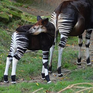 Baby Okapi