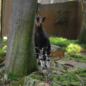 Baby Okapi