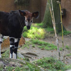 Baby Okapi