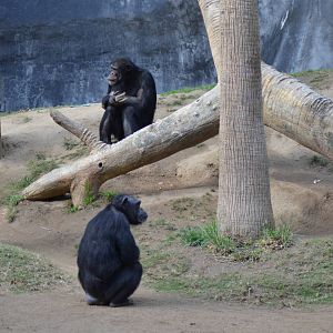 Chimpanzees