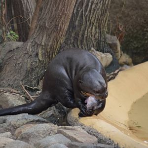 Giant Otter