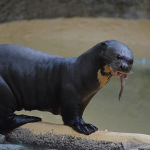 Giant Otter