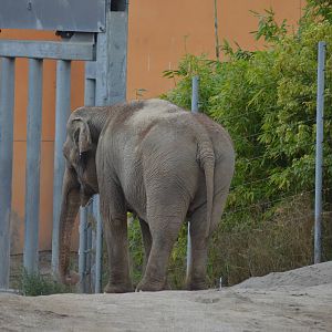 Asian Elephant