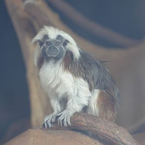 Cotton-top Tamarin