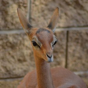Gerenuk