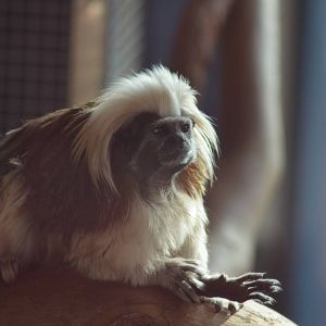 Cotton-top Tamarin