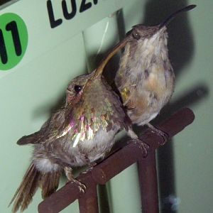 Lucifer Sheartails (Calothorax lucifer) (taxidermy)