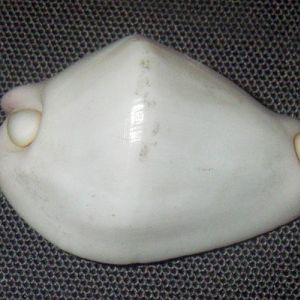 Umbilical Egg Shell (Calpurnus verrucosus)