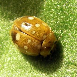 Cream-spot Ladybird (Calvia quatuordecimguttata)
