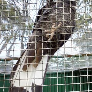 White-tailed Black Cockatoo (Calyptorhynchus sp.) which one please???