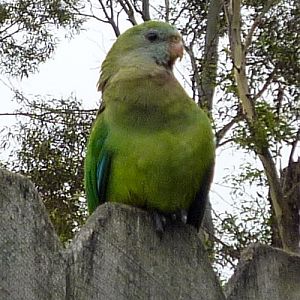 Superb Parrot (Polytelis swainsonii)