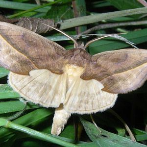 Vampire Moth (Calyptra thalictri)