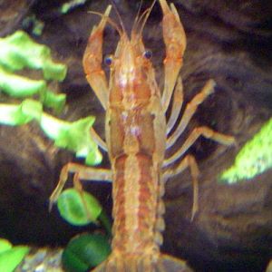 Mexican Dwarf Crayfish (Cambarellus patzcuarensis)