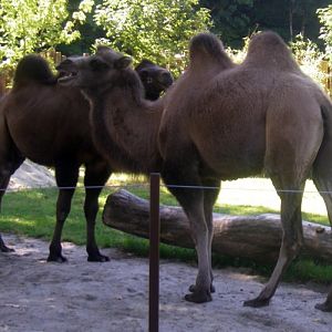 Camels (Camelus bactrianus)