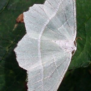 Light Emerald (Campaea margaritaria)