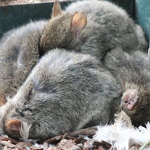 Sleeping Brush-tailed rat-kangaroos