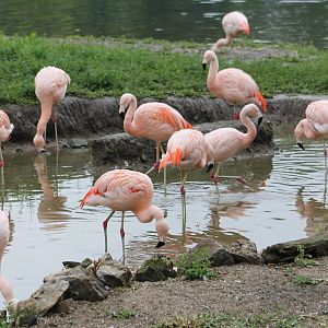 Chilian flamingos