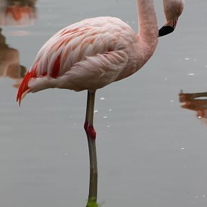 Chilian flamingo
