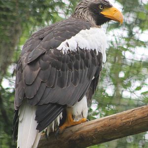 Steller sea-eagle