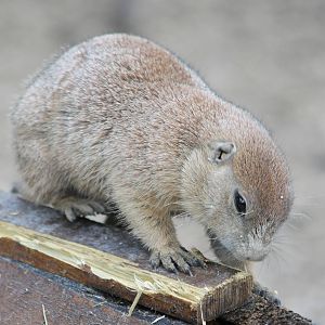 Black-tailed prairiedog