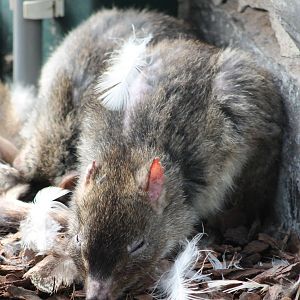 Brush-tailed rat-kangaroo