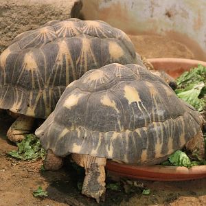 Radiated tortoises