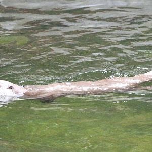 Otter