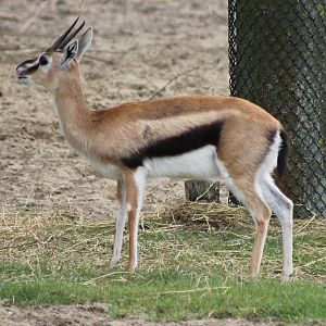 Thomson gazelle