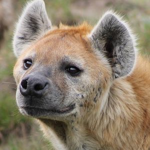 Spotted hyena