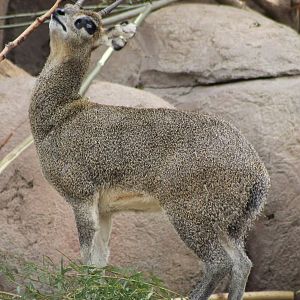 Klipspringer