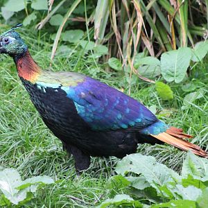 Himalayan monal