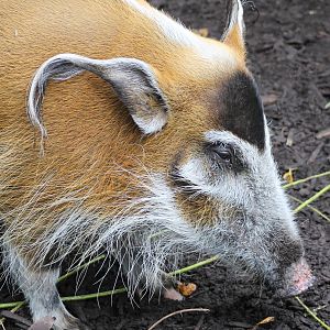 Red river hog