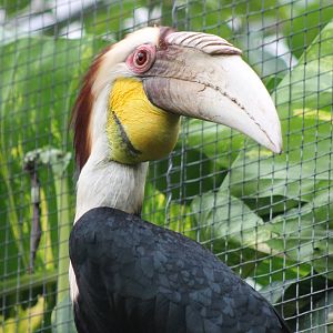 Whreated hornbill male