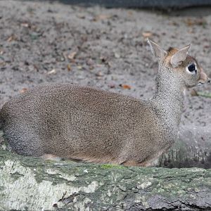 Kirk's dikdik