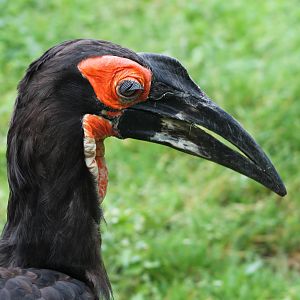 Ground hornbill