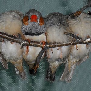 Sleeping zebra finches