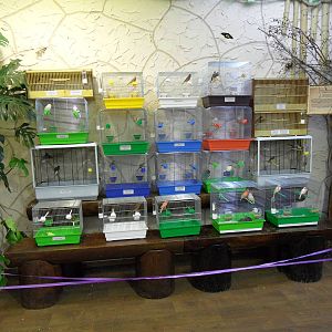 Bird show, summer 2012