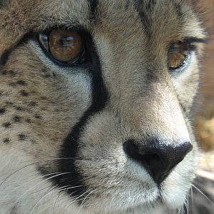 Cheetah