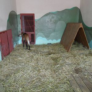 Maned wolf exhibit