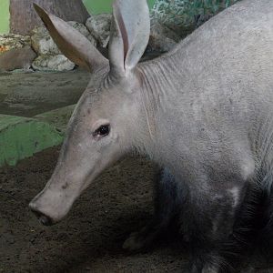Aardvark