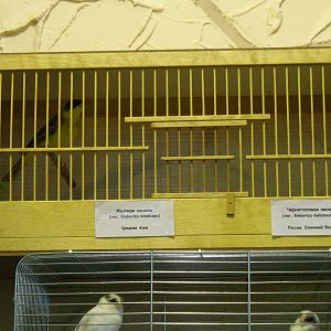 Red-headed and Black-headed buntings